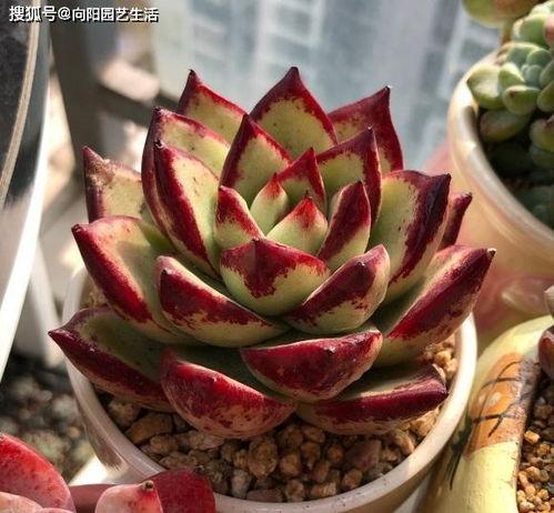 多肉饱饱爆料覃海洋视频,视频背后的故事与真相 第1张 多肉饱饱爆料覃海洋视频,视频背后的故事与真相 第1张